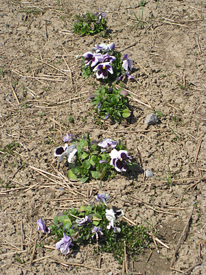 pansy mulched